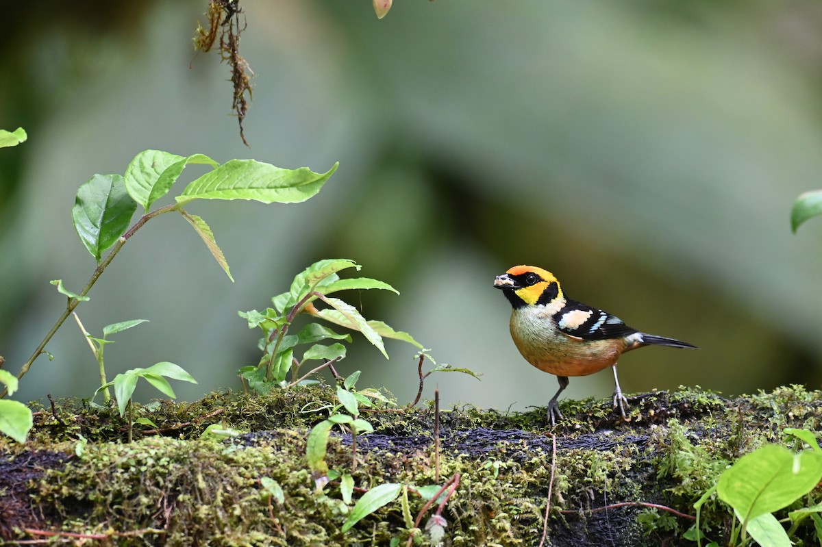 Flame-faced Tanager (Yellow-faced) - ML618559455