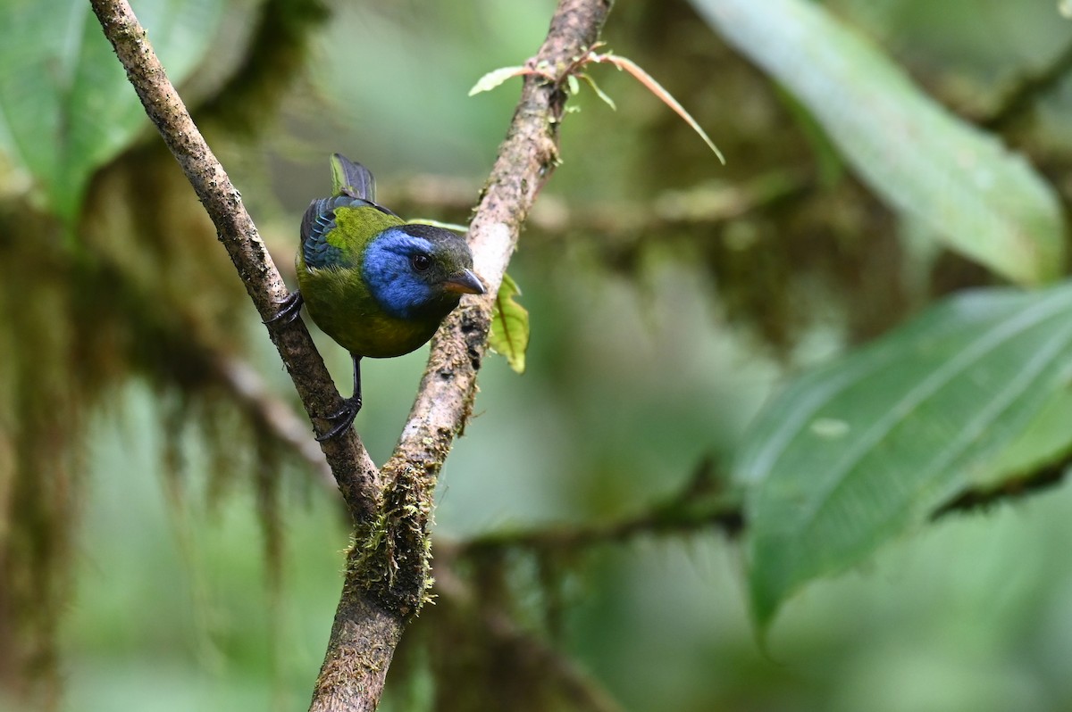 Moss-backed Tanager - ML618559468