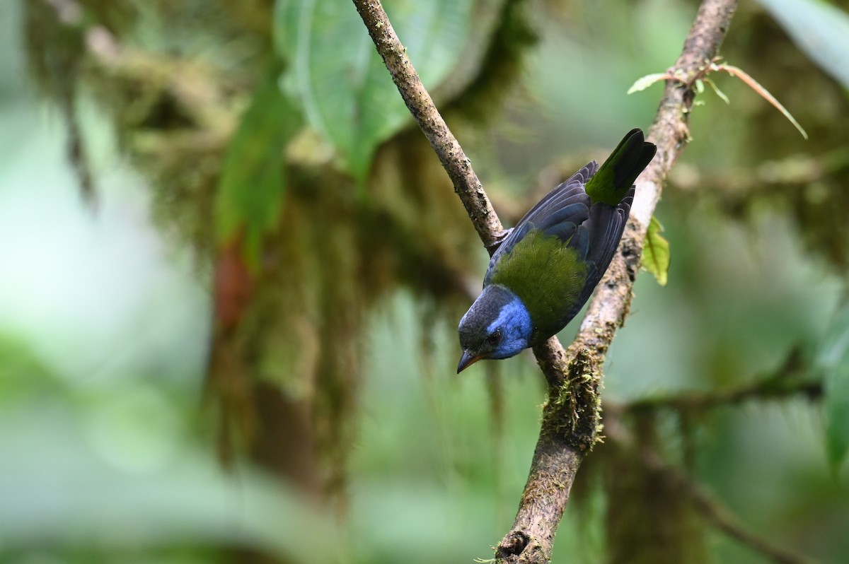Moss-backed Tanager - ML618559469