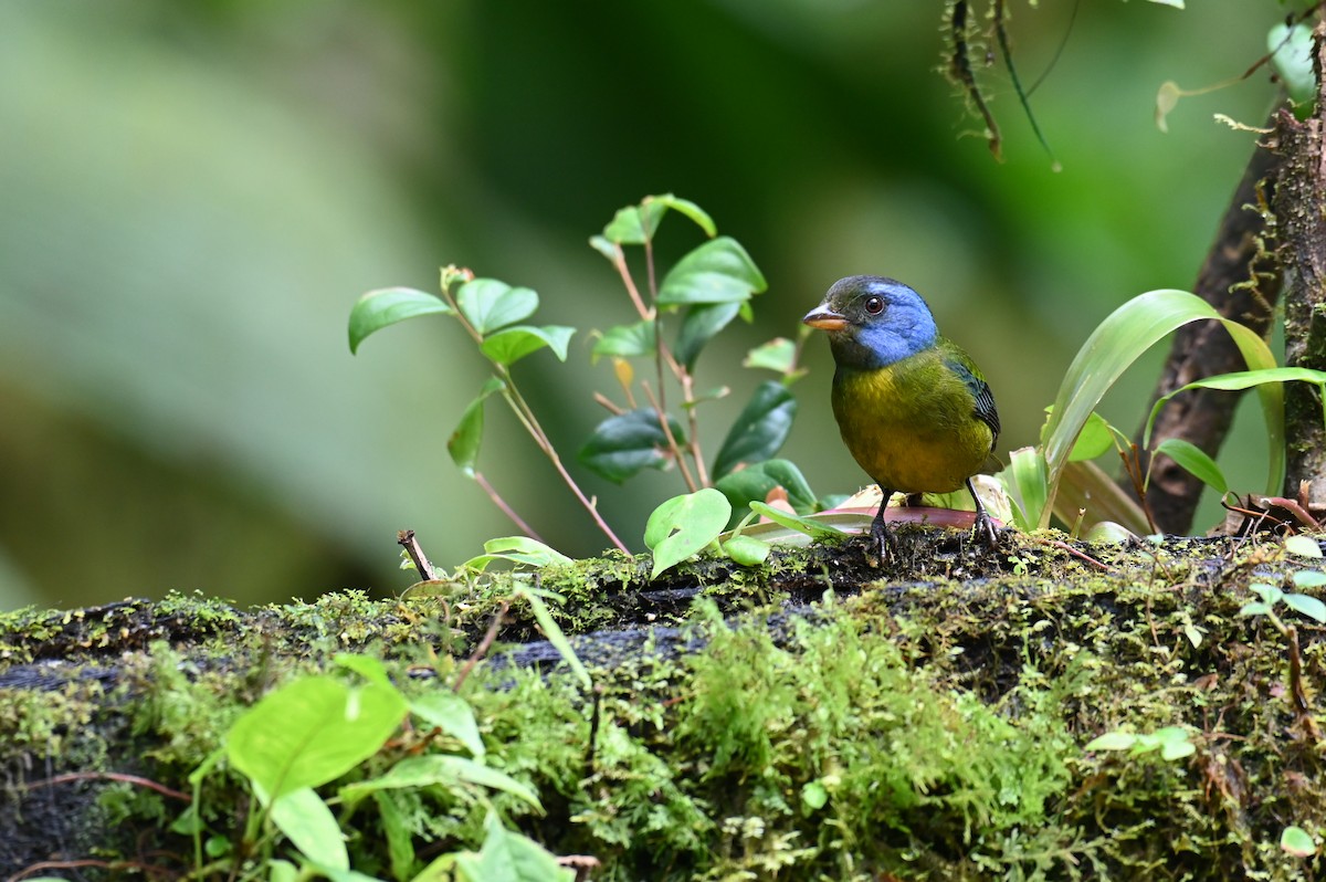 Moss-backed Tanager - ML618559470