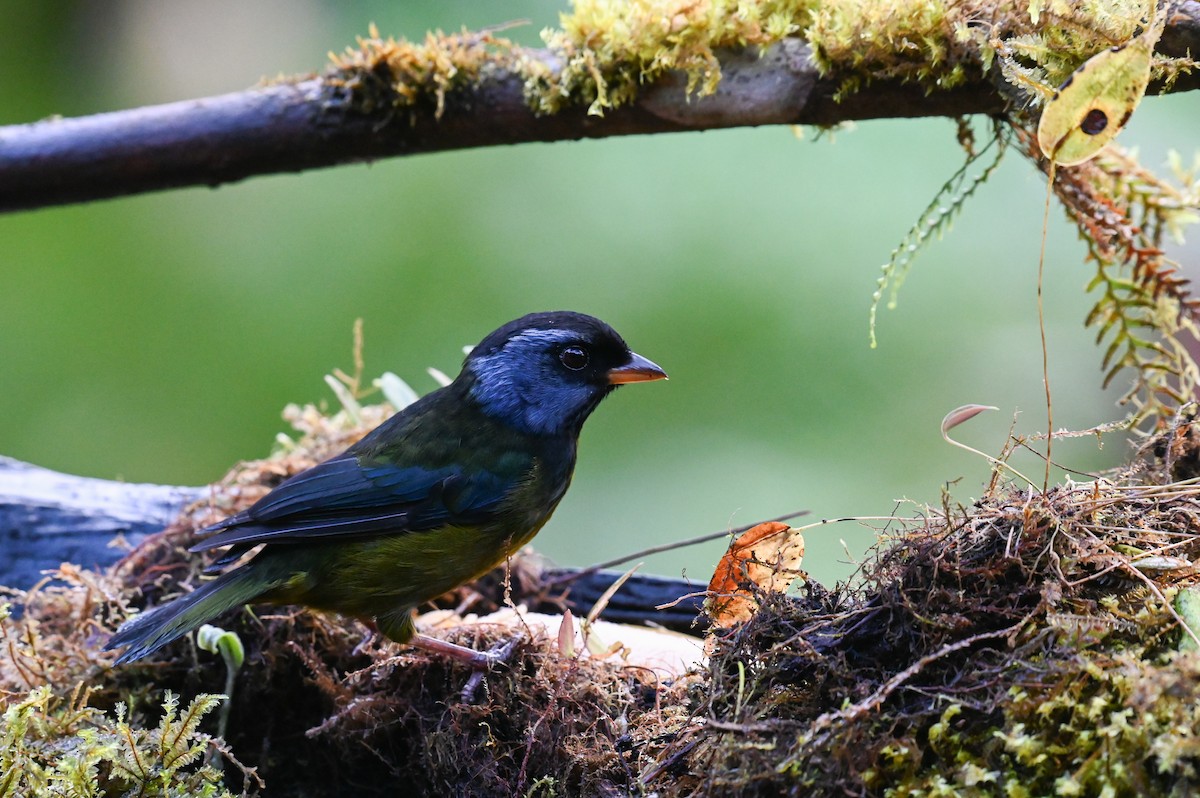 Moss-backed Tanager - ML618559471
