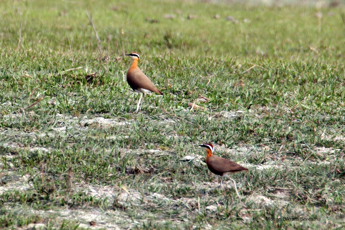 Indian Courser - ML618559509
