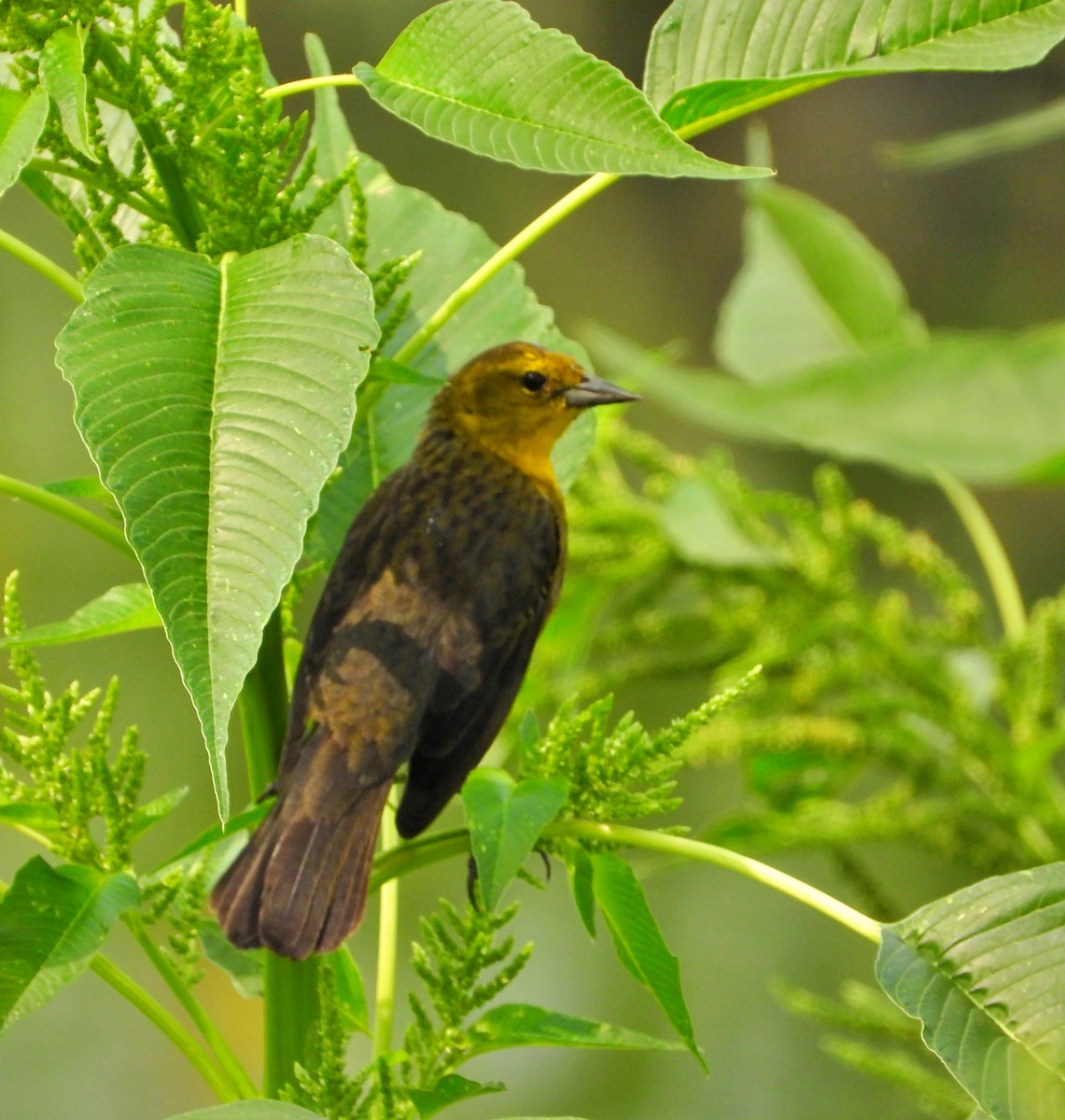 Yellow-hooded Blackbird - ML618559533