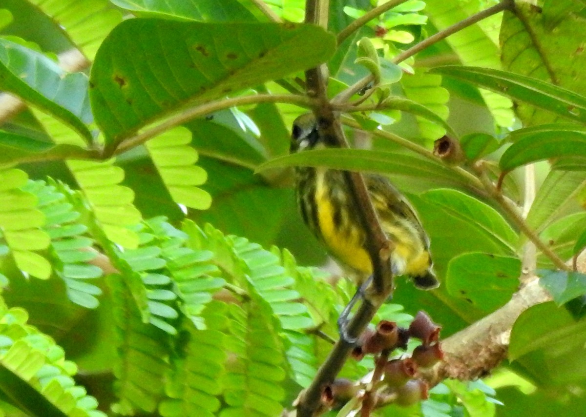 Yellow-breasted Flowerpecker - ML618559551