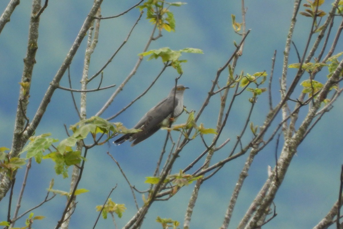 Common Cuckoo - ML618559712