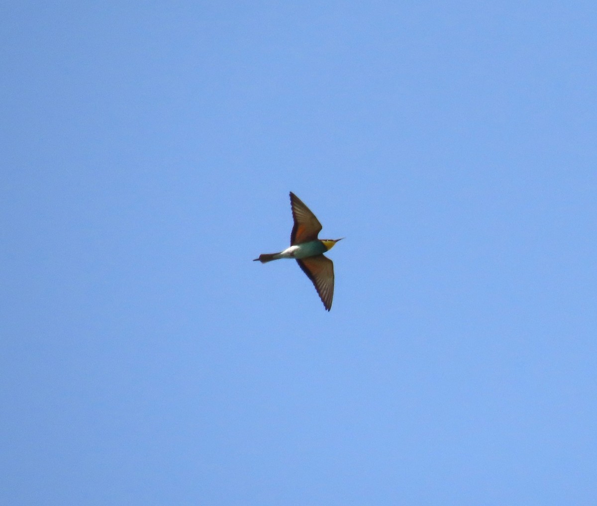 European Bee-eater - ML618559715