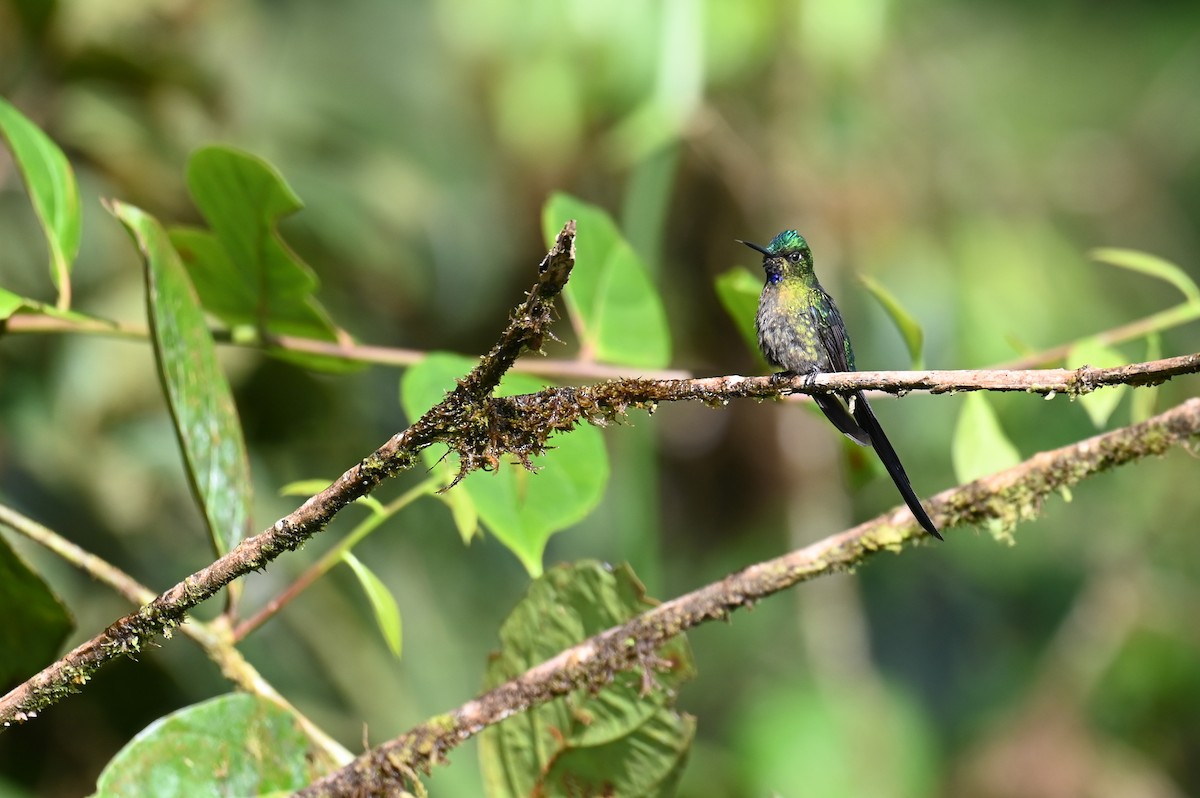 Violet-tailed Sylph - ML618559718