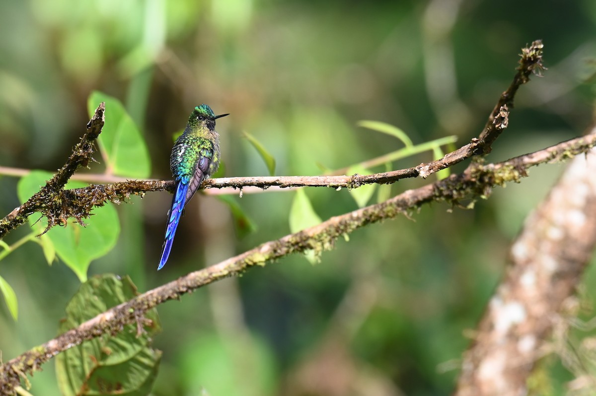 Violet-tailed Sylph - ML618559719