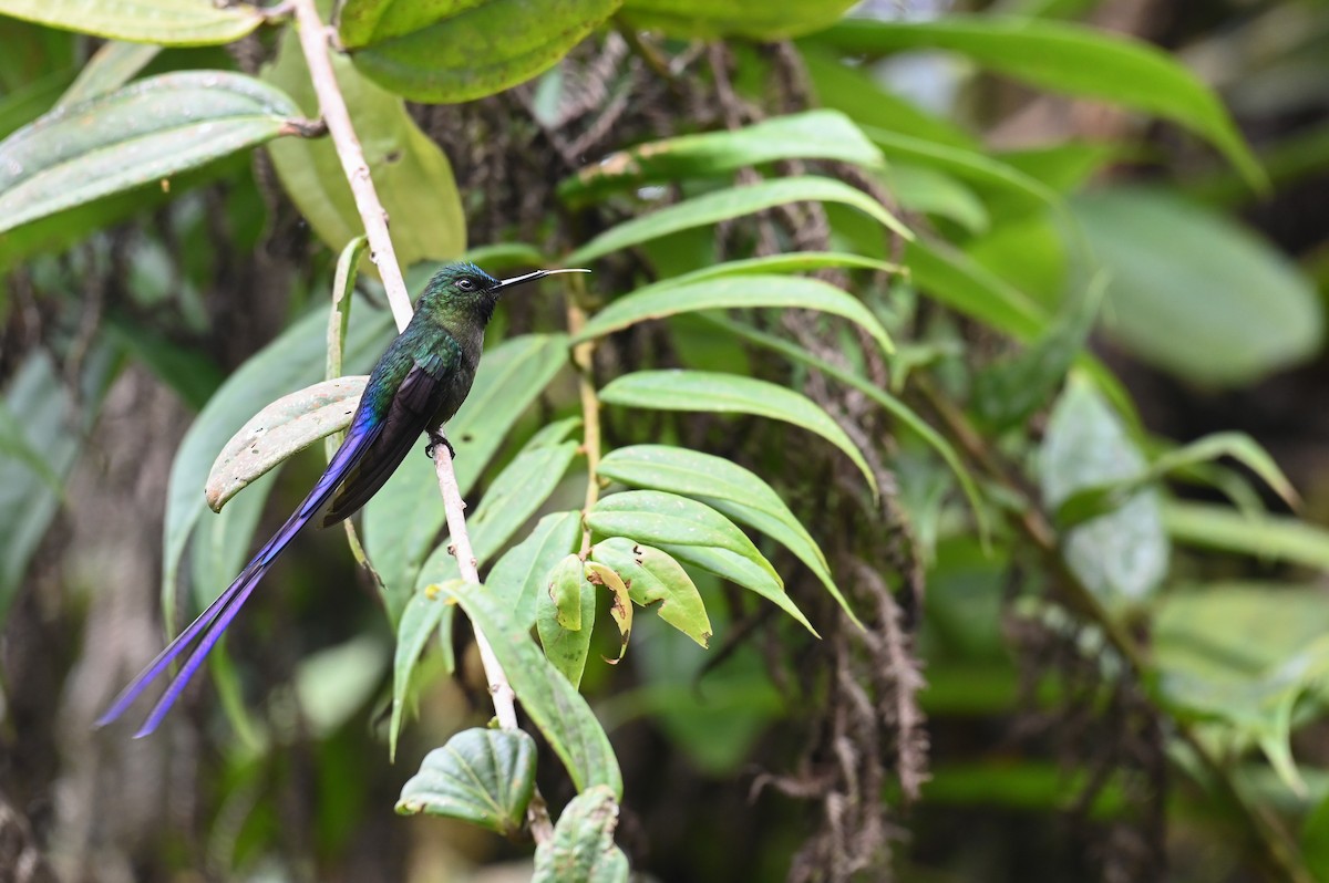 Violet-tailed Sylph - ML618559722