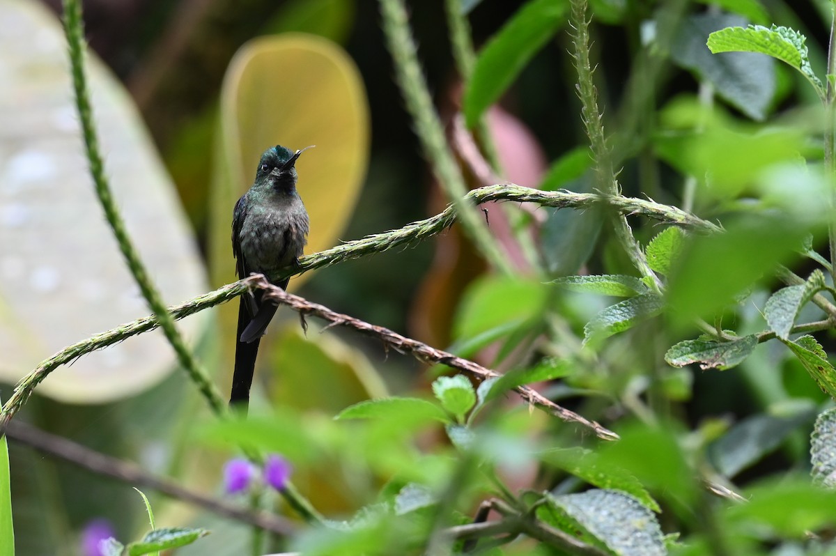 Violet-tailed Sylph - ML618559774