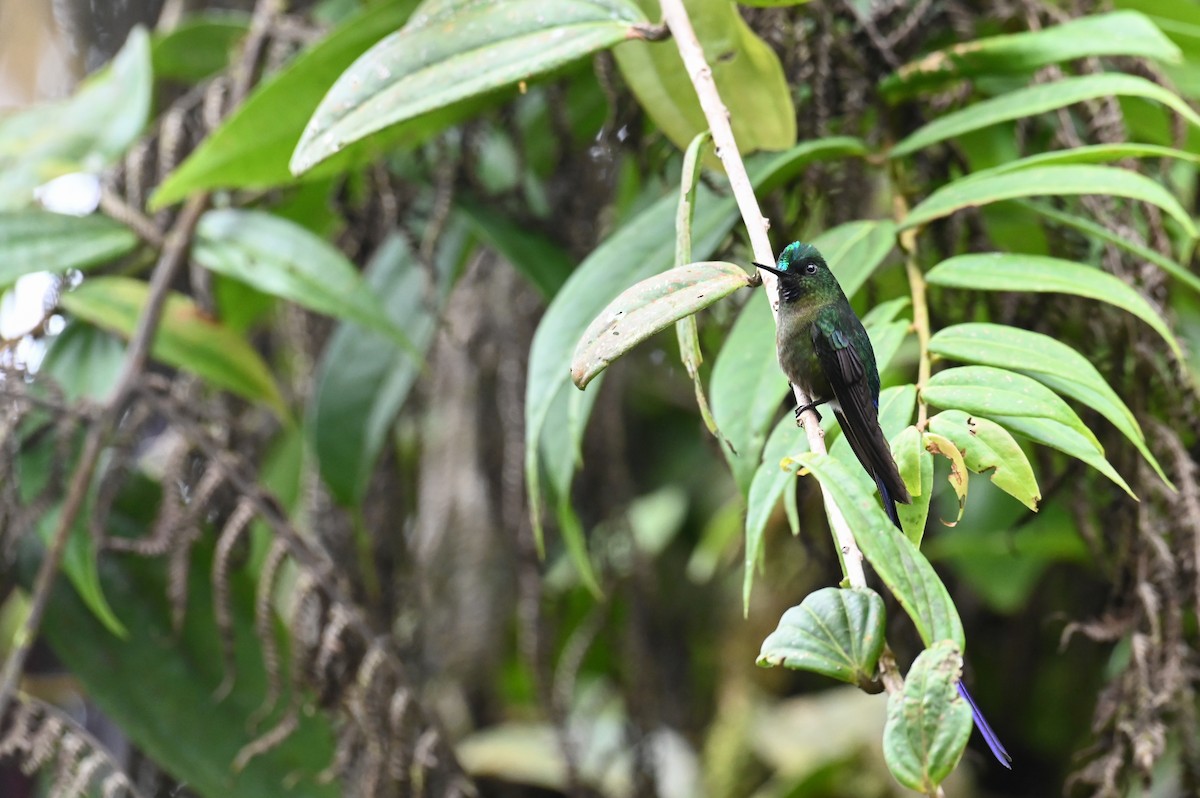 Violet-tailed Sylph - ML618559775
