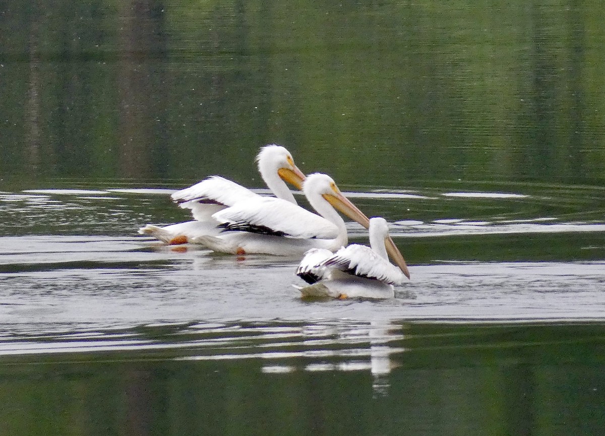 pelikán severoamerický - ML618559796