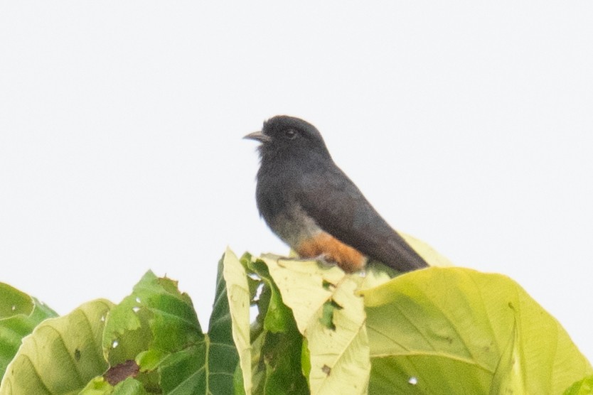 Swallow-winged Puffbird - Ross Bartholomew