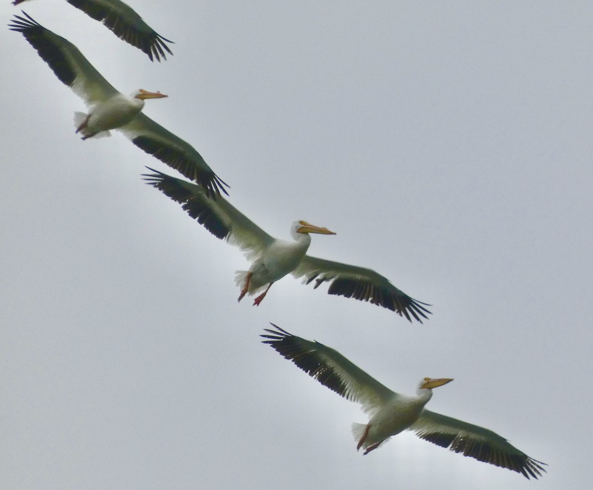 pelikán severoamerický - ML618559806