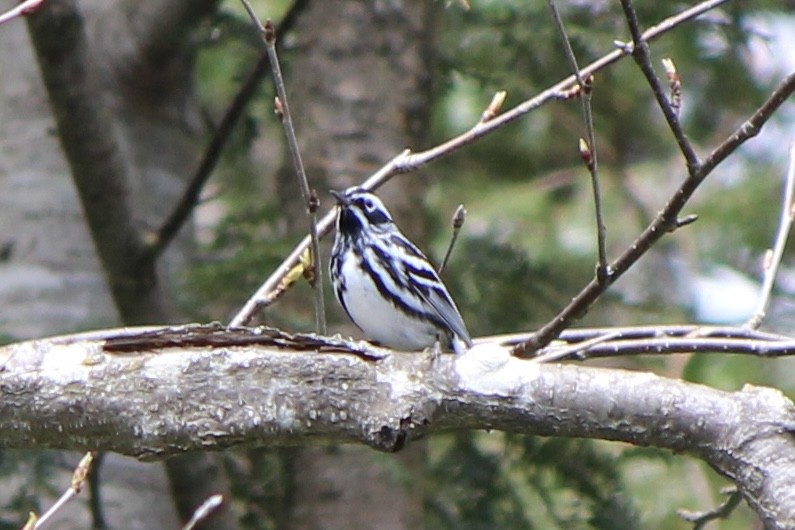 Black-and-white Warbler - ML618559810