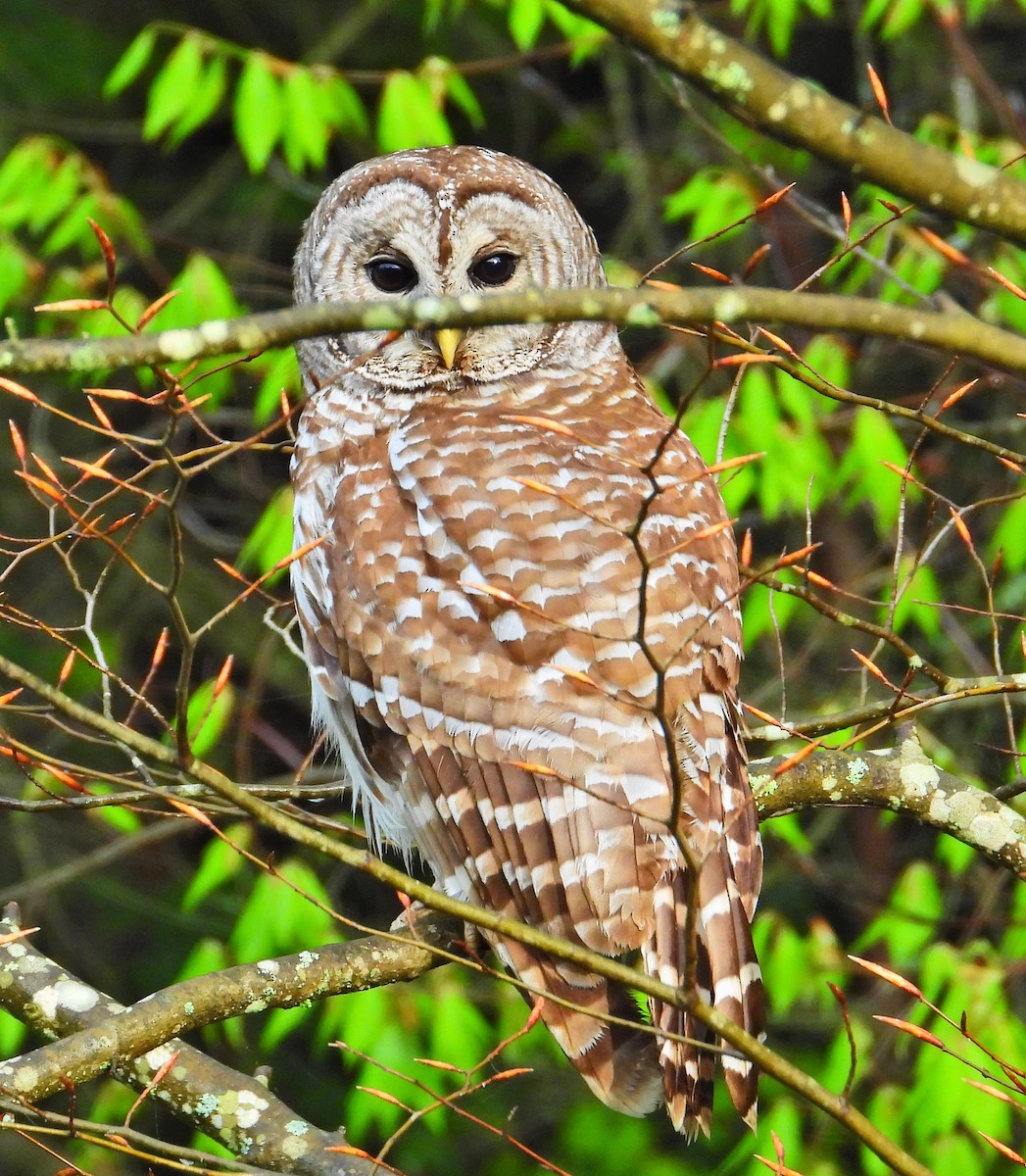 Barred Owl - ML618559812