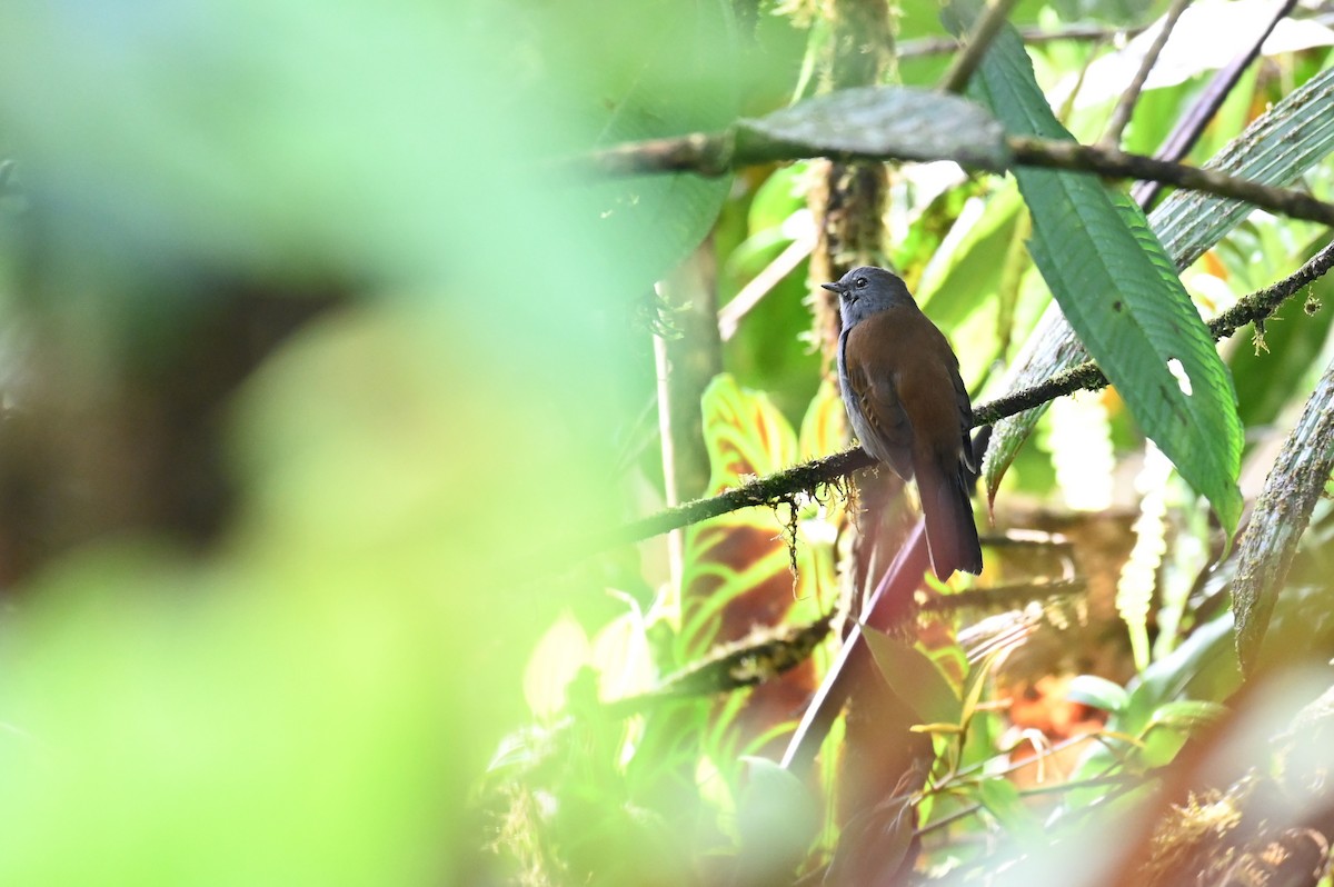 Andean Solitaire (plumbeiceps) - ML618559833