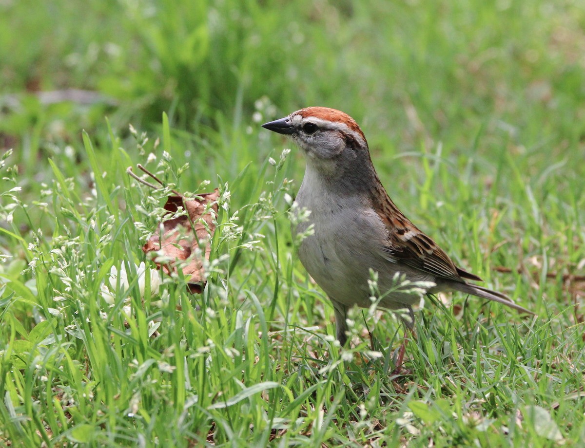 Chipping Sparrow - David Tilson