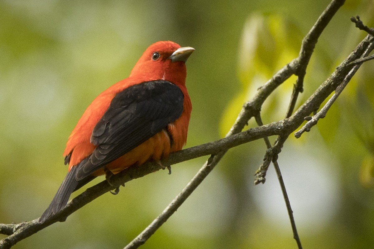 Scarlet Tanager - ML618559886