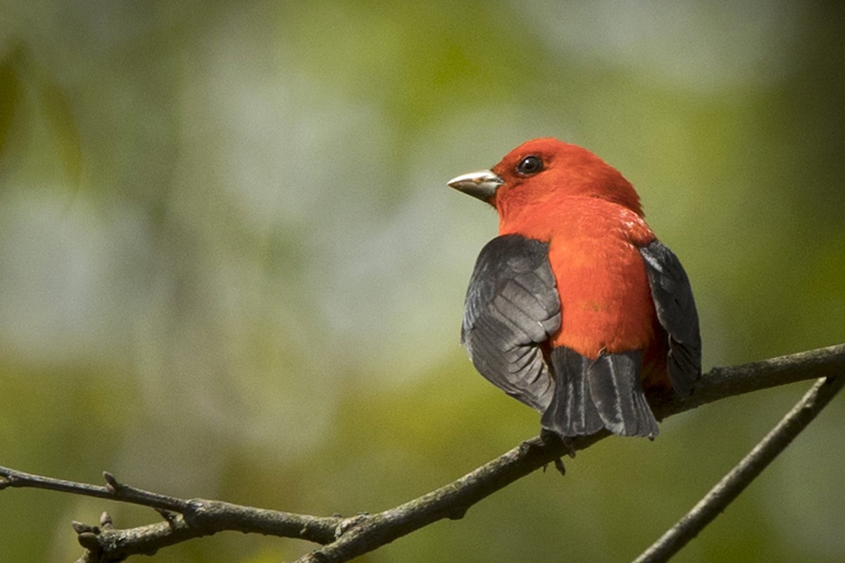 Scarlet Tanager - ML618559899
