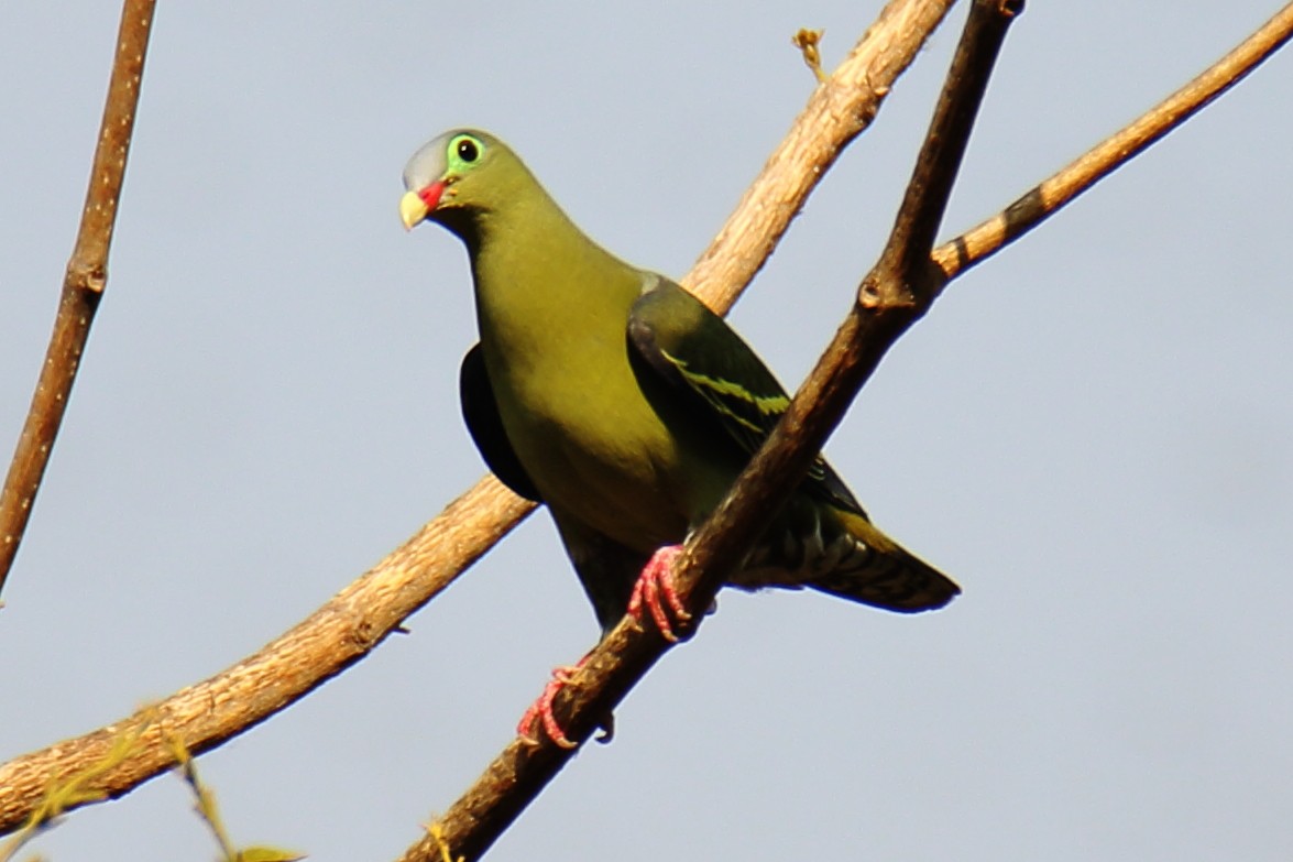 Thick-billed Green-Pigeon - Anshuman Sarkar