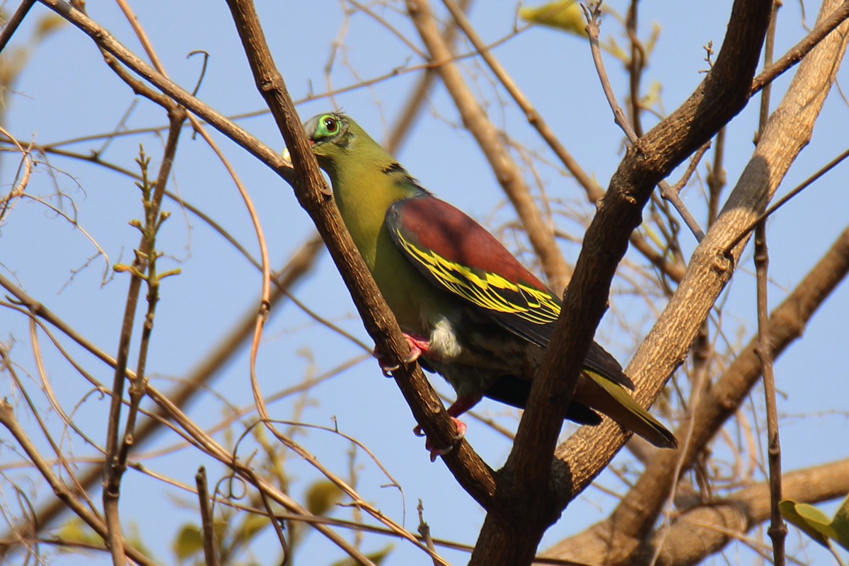 Thick-billed Green-Pigeon - ML618559919