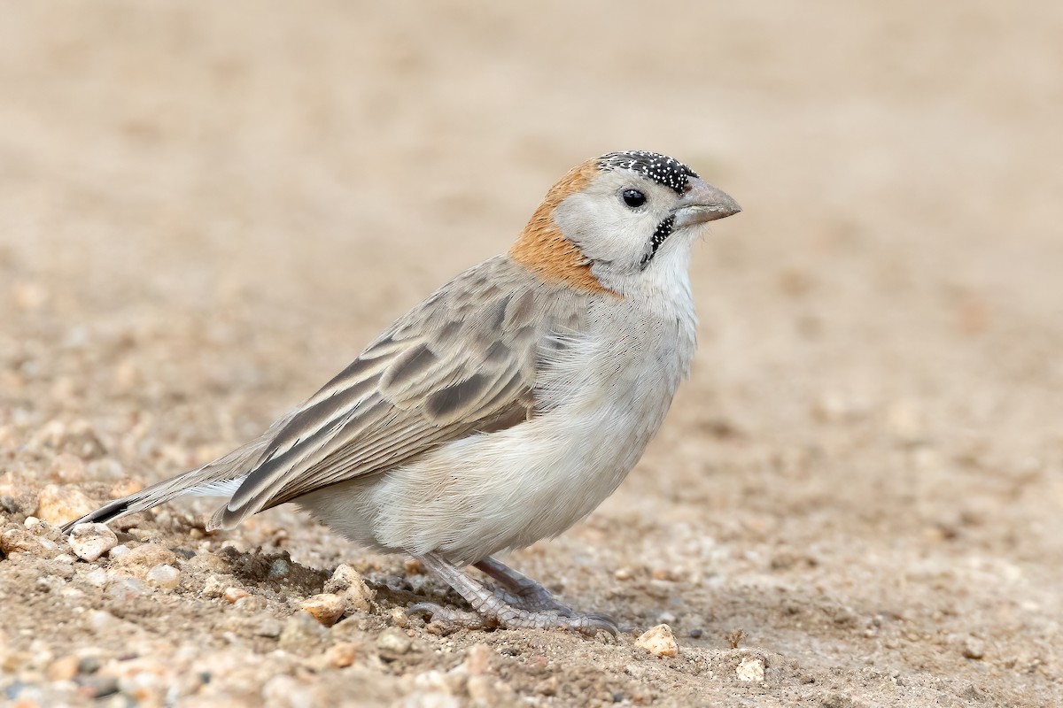 Speckle-fronted Weaver - ML618559932