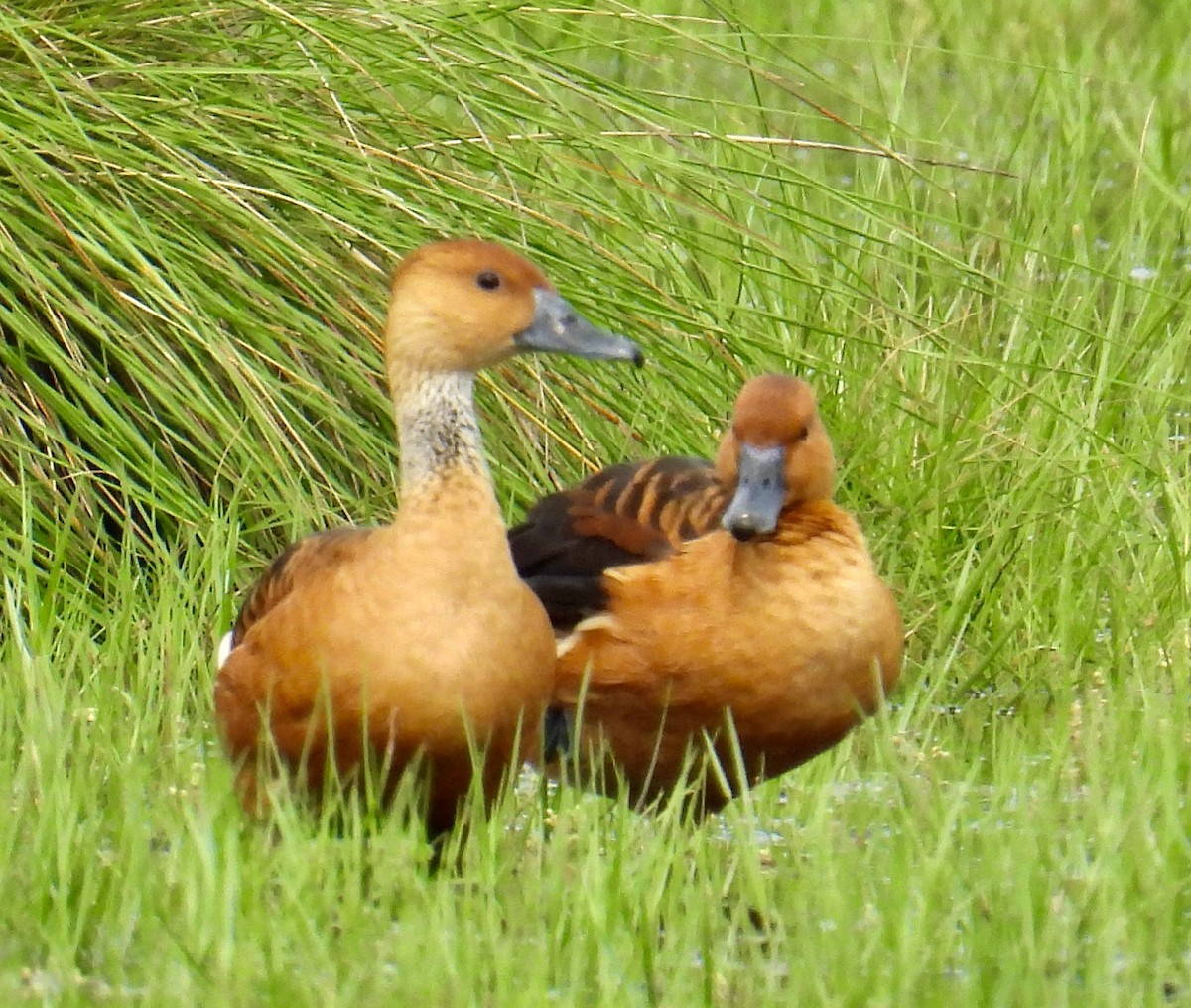 Fulvous Whistling-Duck - ML618560008