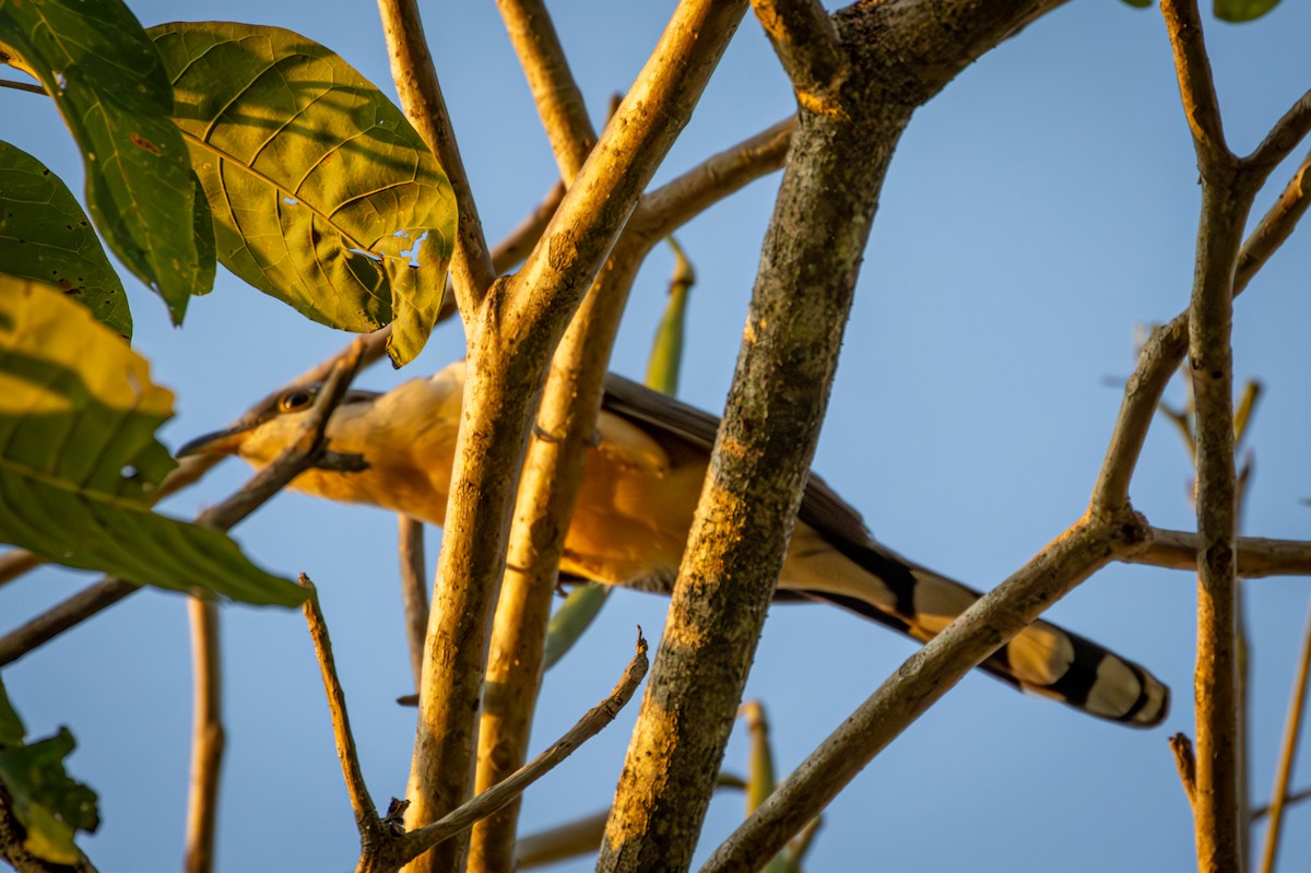 Mangrove Cuckoo - ML618560016