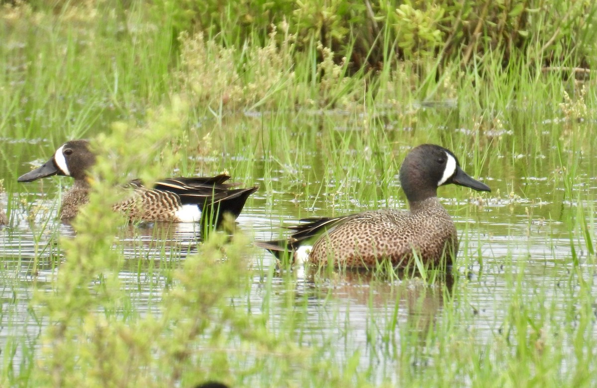 Blue-winged Teal - ML618560028