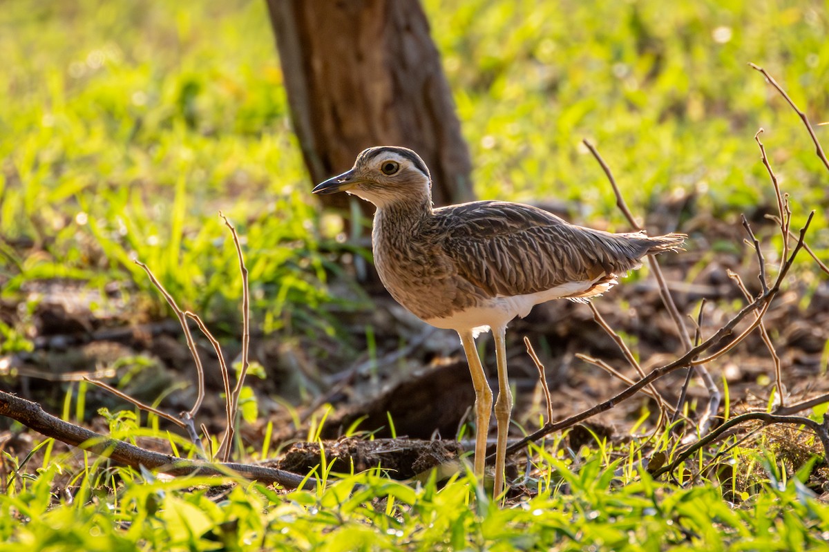 Double-striped Thick-knee - ML618560031