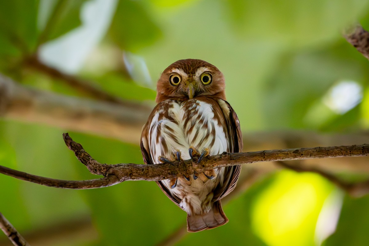 Ferruginous Pygmy-Owl - ML618560042