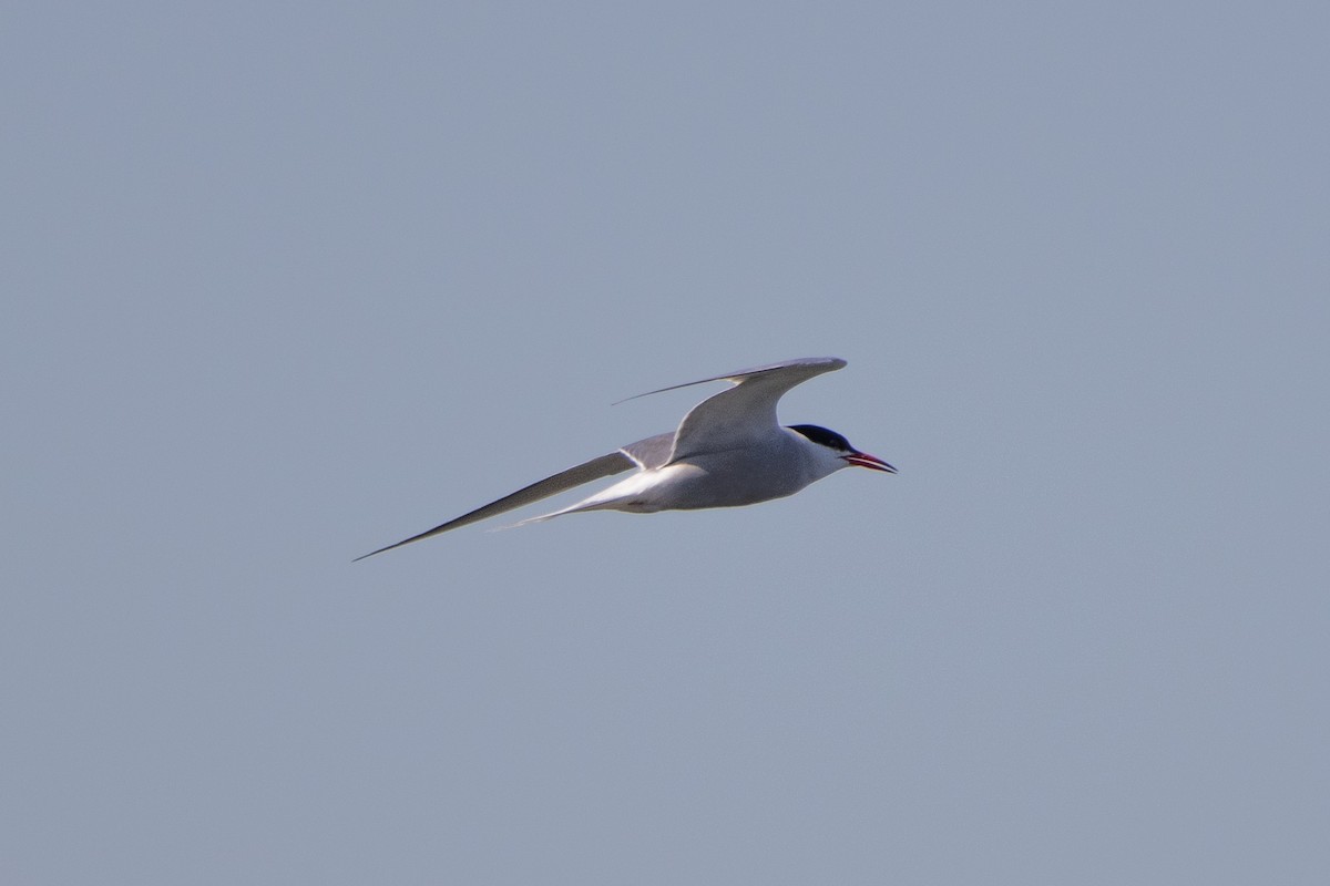 Common Tern - ML618560059