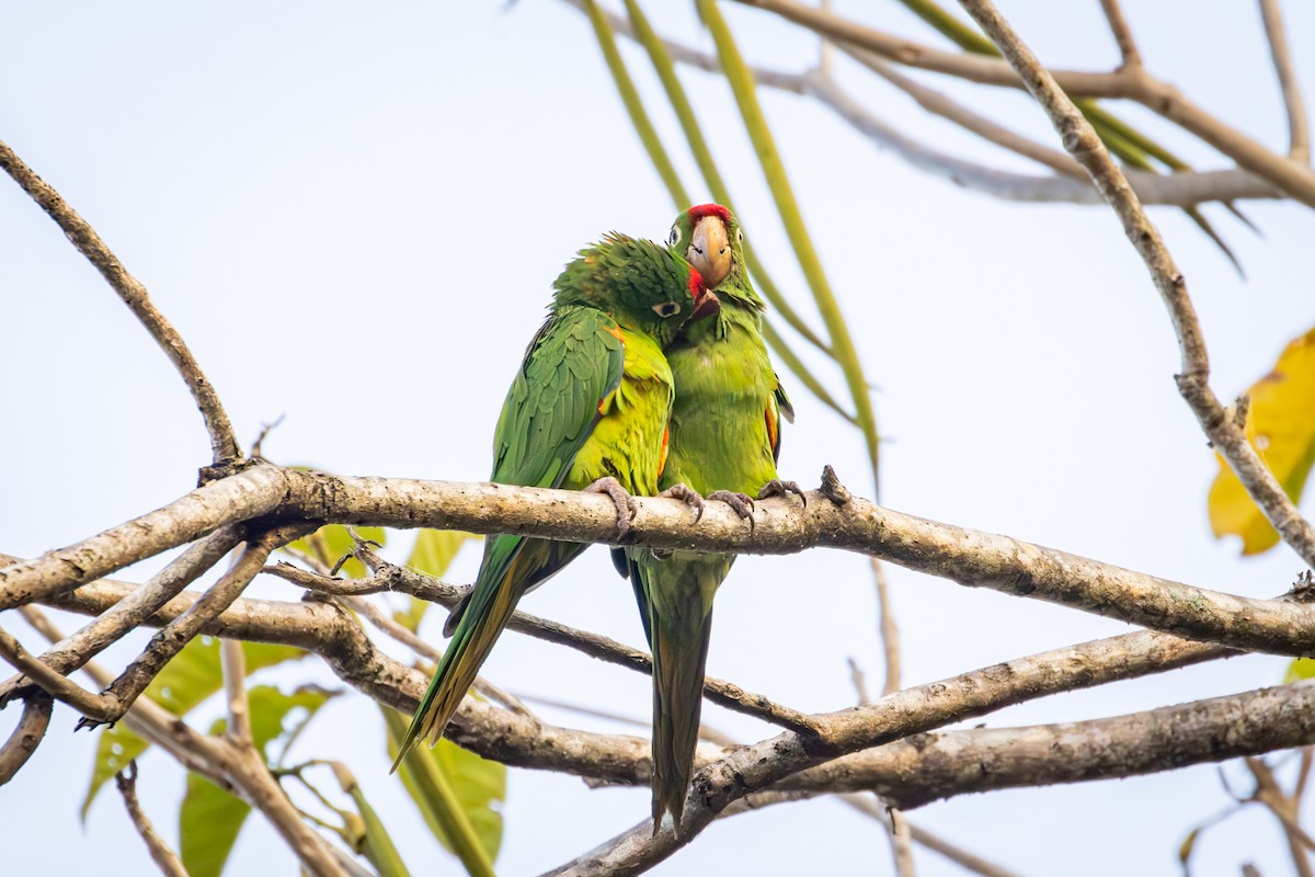 Red-lored Parrot - ML618560081