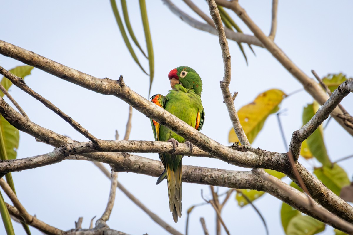 Red-lored Parrot - ML618560083