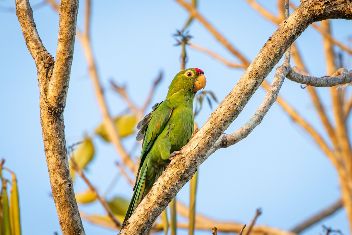 Red-lored Parrot - ML618560084