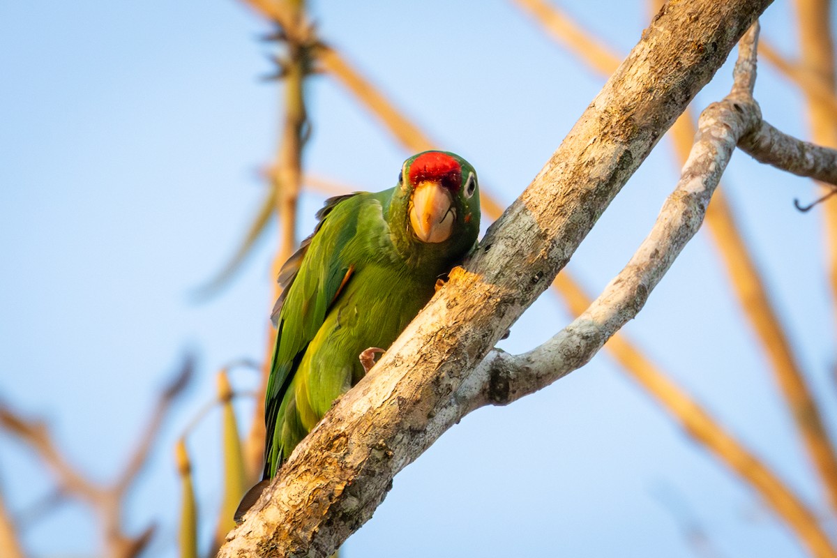 Red-lored Parrot - ML618560085