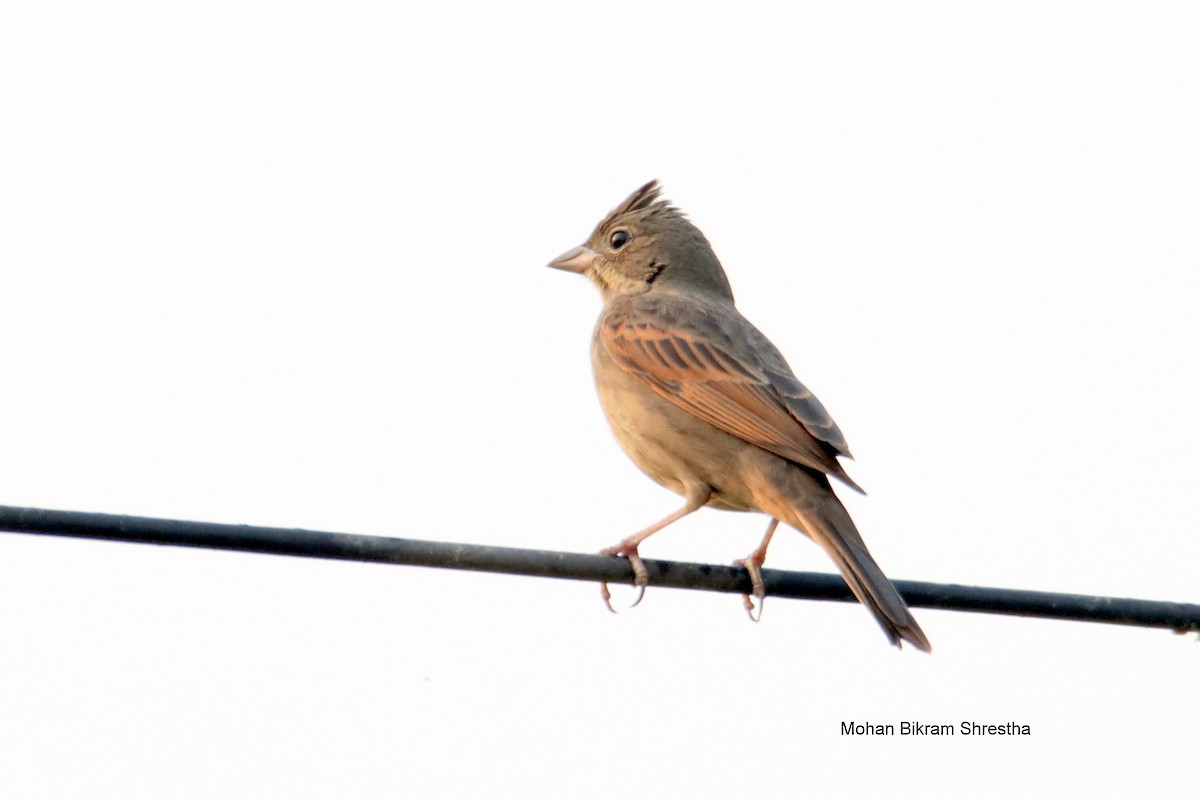 Crested Bunting - ML618560097