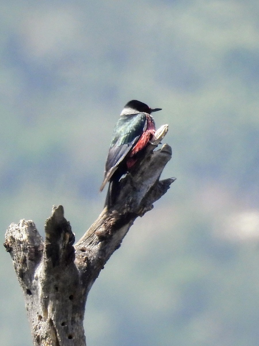 Lewis's Woodpecker - ML618560099