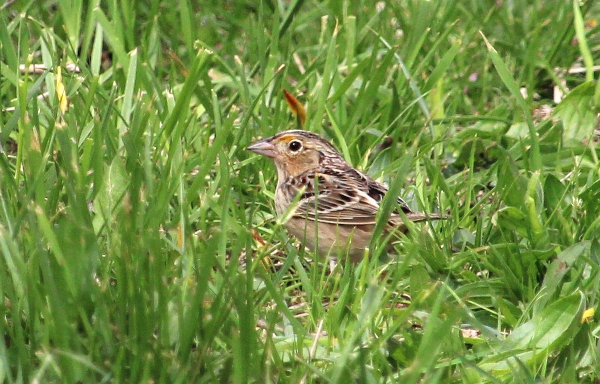 Grasshopper Sparrow - ML618560132