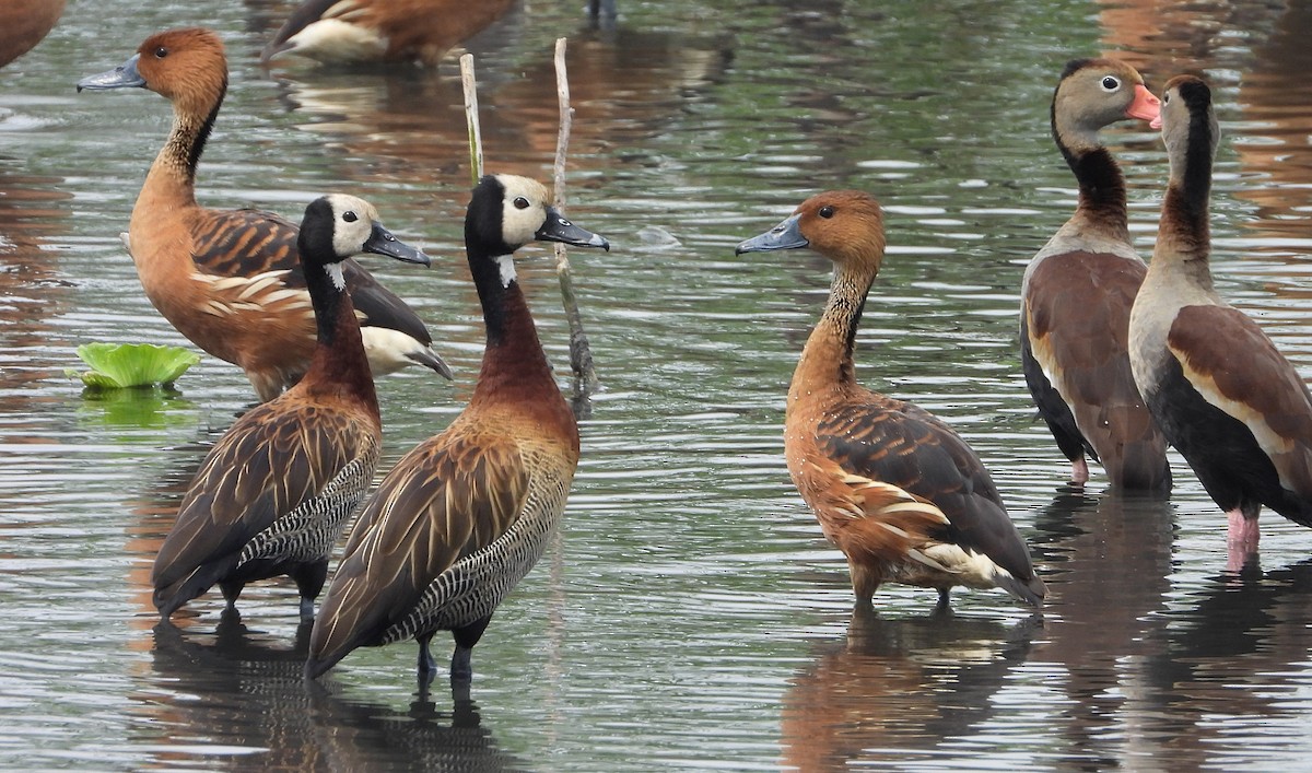 Fulvous Whistling-Duck - ML618560151
