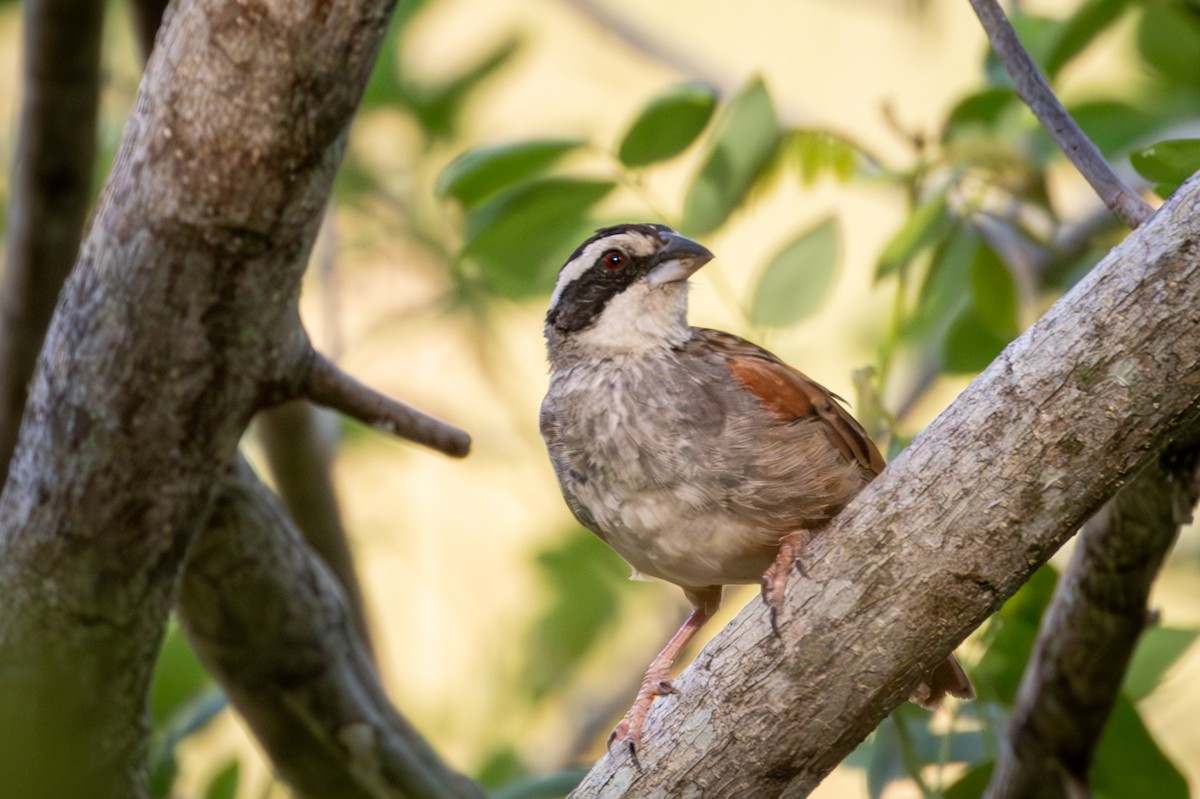Stripe-headed Sparrow - Michael Warner