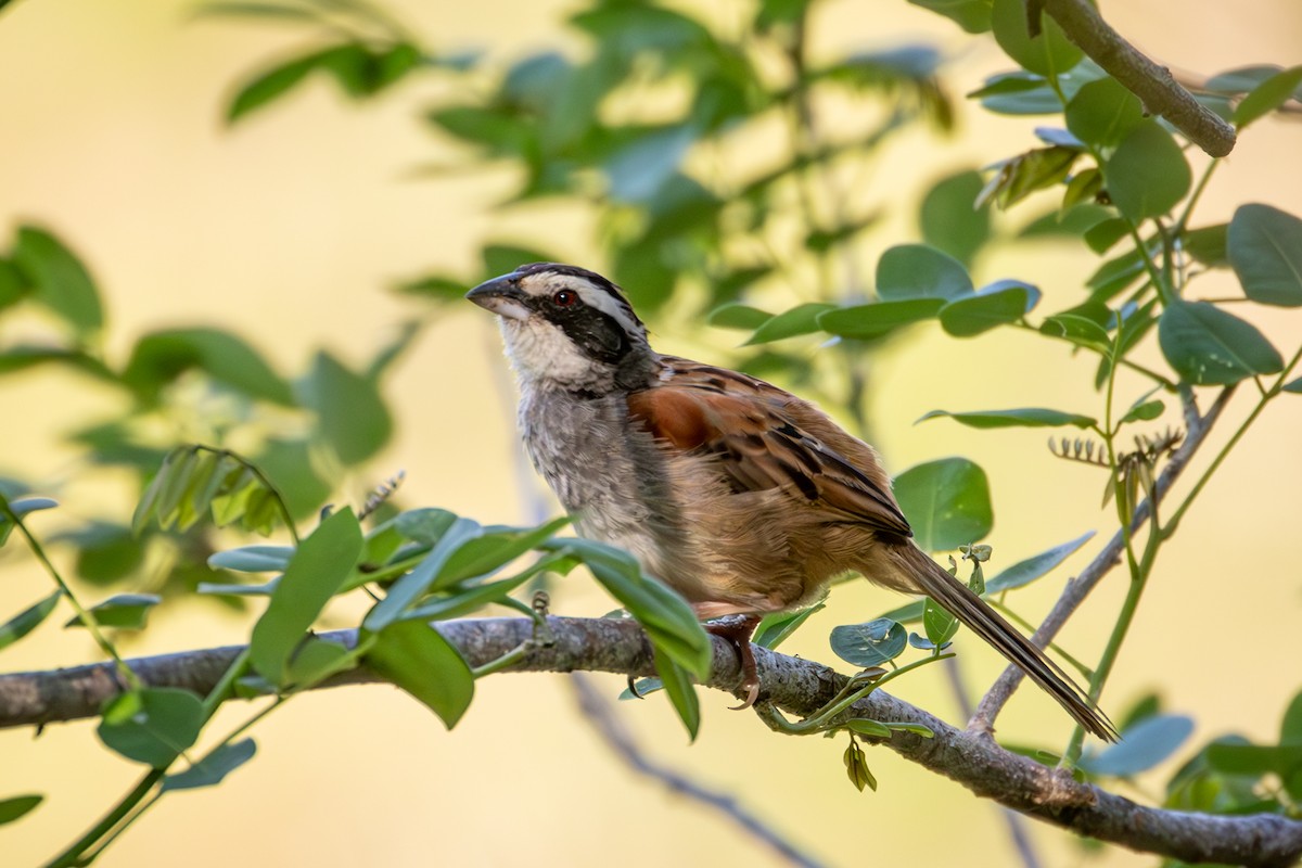 Stripe-headed Sparrow - ML618560163