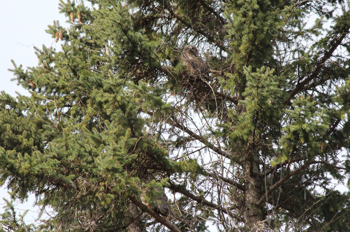 Great Horned Owl - ML618560165