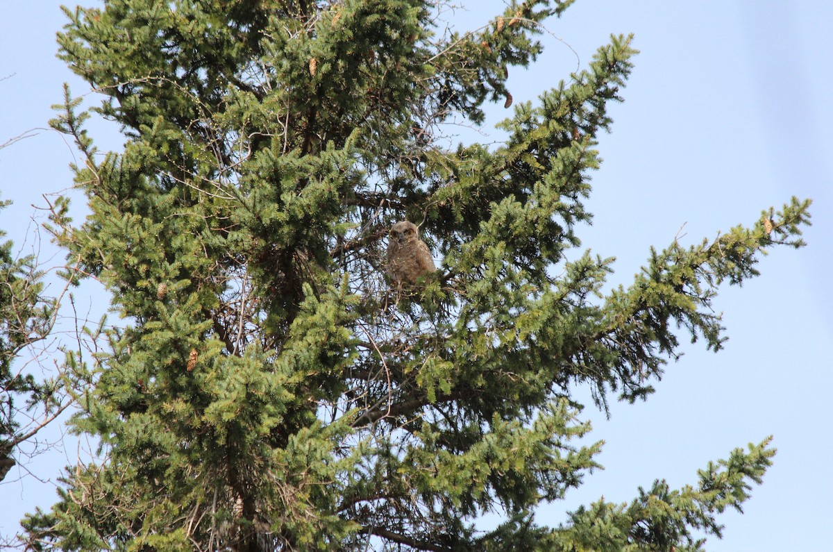 Great Horned Owl - ML618560166