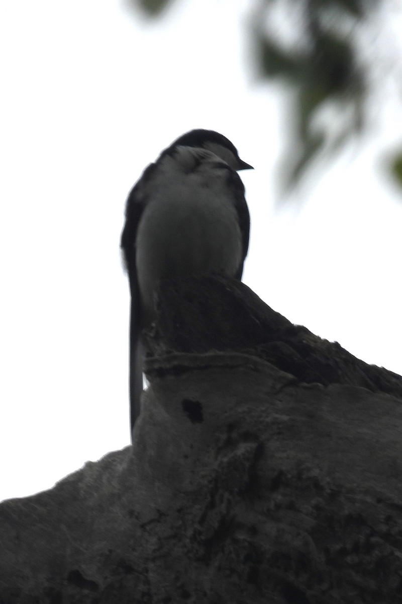 Tree Swallow - ML618560281