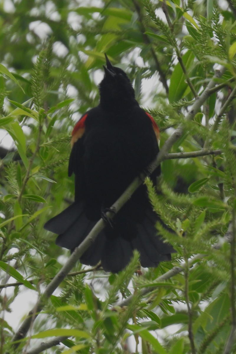 Red-winged Blackbird - ML618560295