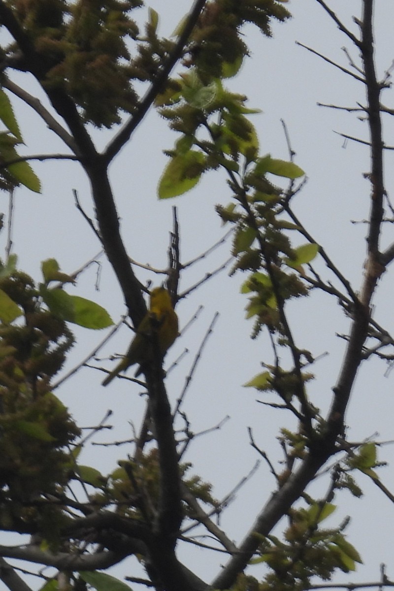 Yellow Warbler - ML618560305