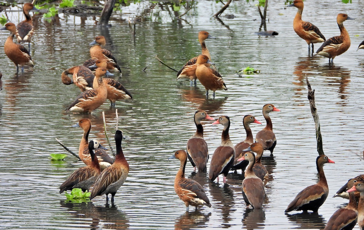 Fulvous Whistling-Duck - ML618560320