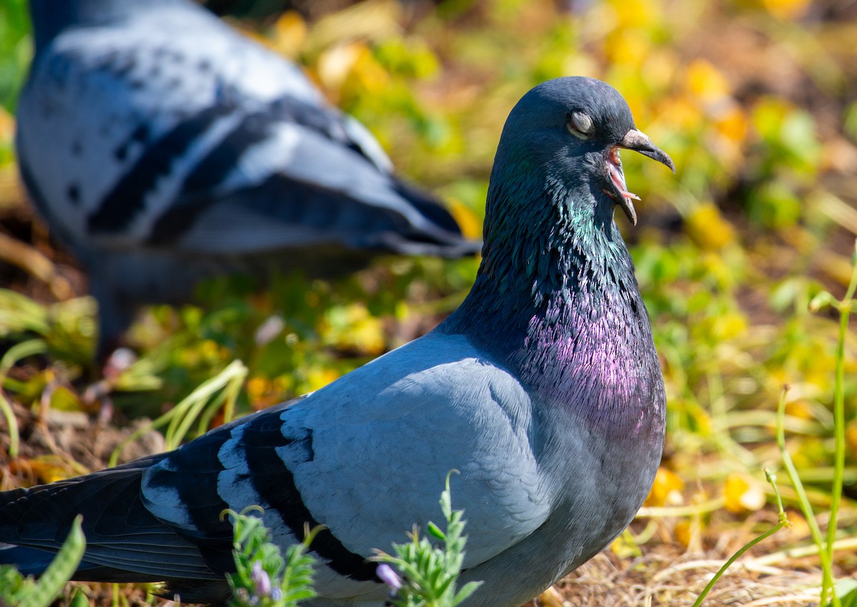 Rock Pigeon (Feral Pigeon) - ML618560322